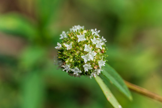 Shrubby false buttonweed (Spermacoce verticillata) macro - Pine Island Ridge Natural Area, Davie, Florida, USA