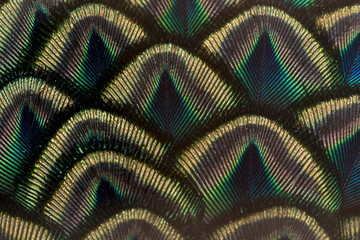 Closeup peacock feathers , Green peafowl