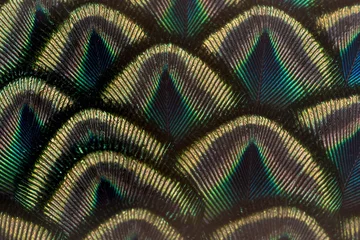 Keuken spatwand met foto Closeup peacock feathers , Green peafowl © chamnan phanthong