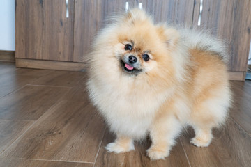 Fototapeta na wymiar Portrait of a little fluffy Pomeranian puppy. Smiling pomeranian dog.