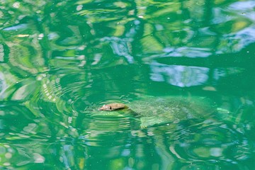 Spiny soft shell turtle in pond in New Orleans, LA, USA