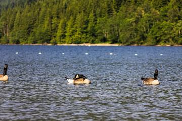 Ducks swimming in Lake Water with Trees on Mountains in Background