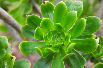 Rosette of a verode or bejeque (Aeonium canariense ssp. Canariense). Typical of the canary islands