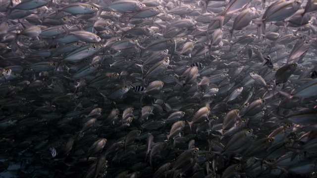 A large school of Yellowstripe Scad (Selaroides leptolepis), ripples and sways in the sunlight in the blue water, slow motion Raja Ampat, Indonesia