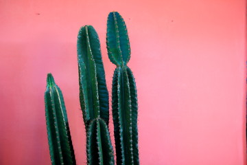 Green cactus and the pink background.Tropical plant