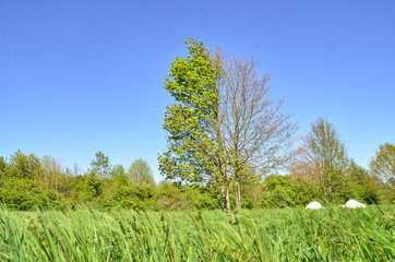Obraz premium tree with one dead halve in park