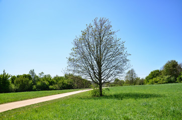  free standing tree in the park, Germany, Hessen