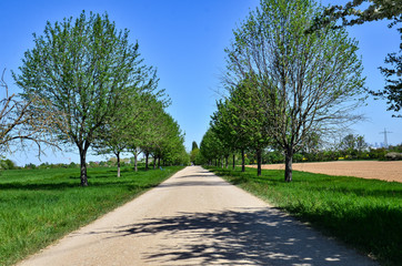 tree lined road in Natinal Park, Weilbach, Germany