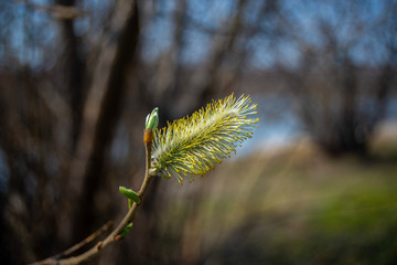 Flowering willow on the Bank of the Angara river in spring