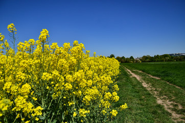 Yellow rape field under blue sky with sun