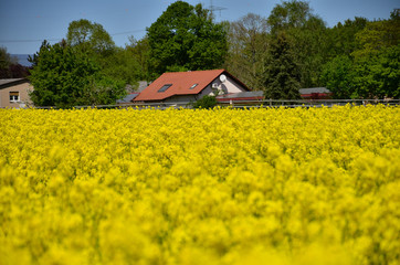 Yellow rape field under blue sky with sun