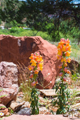 desert flowers