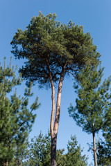 Fototapeta premium Kiefer im Wald
