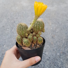 yellow flower cactus