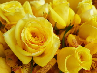 yellow roses background