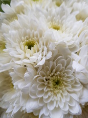 white chrysanthemum flowers