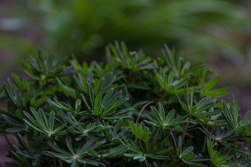 Fototapeta na wymiar lupine leaves on a flowerbed in spring