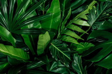 Naklejka na ściany i meble Creative tropical green leaves layout. Nature spring concept. Flat lay.