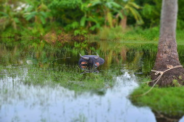 bathing buffalo in the lake, a strong animal in the tropical jungle of Thailand on Samui island, cattle on a leash by a palm tree in the river