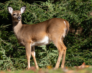 white tailed deer