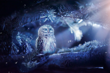 Sleeping owl in fantasy enchanted fairy tale spruce forest and moon light rays shine through the...