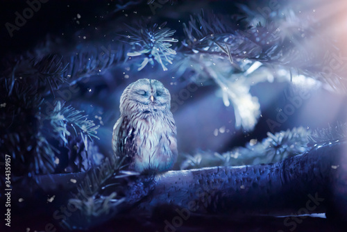 Moonlight Wisdom glow in the dark owl night-light sticker 