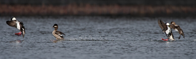 birds in flight