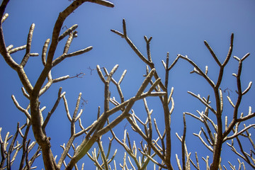 Fototapeta premium Bark of trees