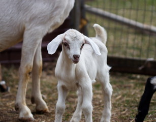 Goat kid playing in the barnyard on a farm in Ontario, Canada.