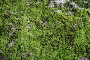 Moss on the rock in nature forest. Moss green texture. Moss background.