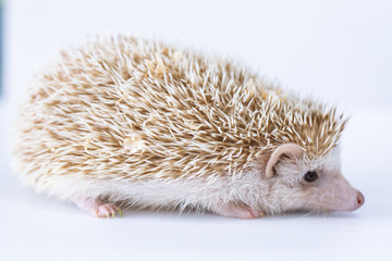 Beautiful hedgehog on a white background, A hedgehog is any of the spiny mammals.