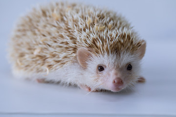 Beautiful hedgehog on a white background, A hedgehog is any of the spiny mammals.
