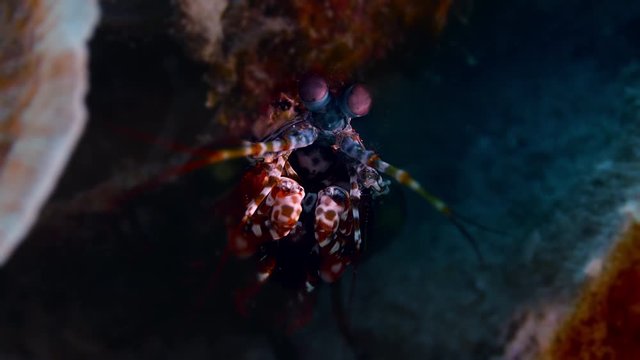 Harlequin peacock mantis shrimp in the coral reef cave, WAKATOBI, Indonesia, slow motion