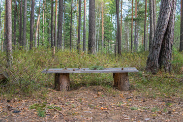 Wooden bench in a forest in a secluded place. On the bench fir cones, conifer needles. Quiet and...