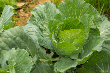 Organic cabbage vegetable food in field garden