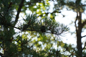 Cape cod sea side view