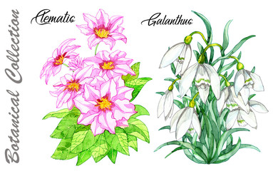 Design set of Clematis and Galanthus flowers isolated on white