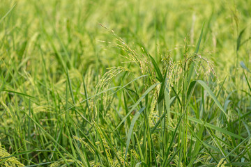 Green rice organic plant in the field