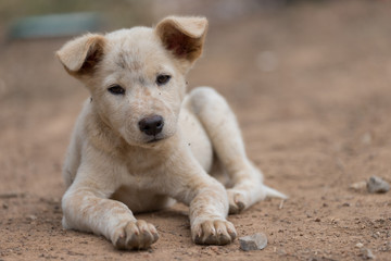 The puppy sleeps on the ground, waiting for the owner