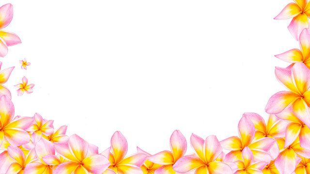 Picture frame of plumeria flowers isolated white background.