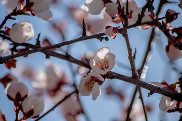 Japanese sakura blossoms close-up
