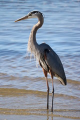 A great blue heron stands watch on the shore of the St. Johns River in Jacksonville, Florida.