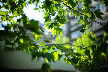 Spring Summer green forest
