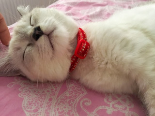 Fototapeta na wymiar Close up of a cute white British shorthair cat lying on bed and sleeping