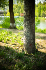 Spring Summer green forest