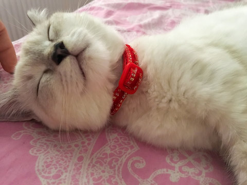 Close up of a cute white British shorthair cat lying on bed and sleeping