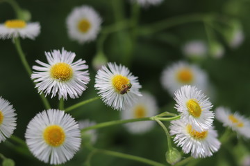 Obraz premium daisies in a field