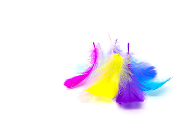 Beautiful colorful feather