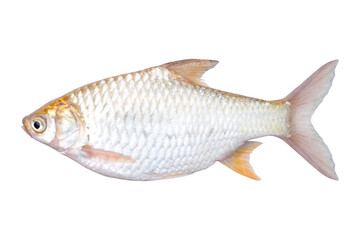 Silver Barb or Java Barb isolated on white background with Clipping path.