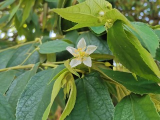green and yellow and white flower